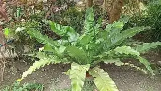 BIGGEST BIRD'S-NEST FERN | ASPLENIUM NIDUS | BEST OUTDOOR PLANTS | RARE HOUSE PLANTS #viral #plants 