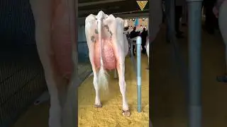 Cow Grooming #vetvlogs  ready for show