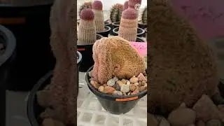 รีวิว Hug Cactus fram & caf&eacute;🌵 ร้านเชียงราย