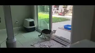 My cat, mate calling for a tomcat.