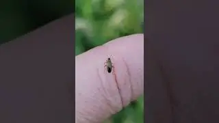 Tiny little thingymebob! 😆 #nature #garden #insects #gardening #shorts #love #like #yt #countryside