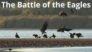 The Battle of the Eagles