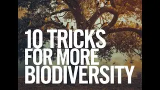 10 Tricks to support biodiversity