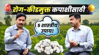 कपाशीतील महत्वाच्या समस्या आणि उपाय l cotton farming l kapus sheti l agrostar #cottonfarming