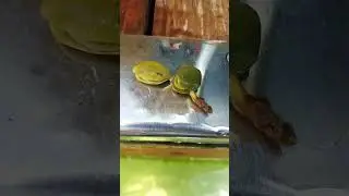 black mangrove seeds in the ocean, FL plants