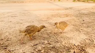 The new season of partridge chicks has hatched, تیتر کے چست بچے