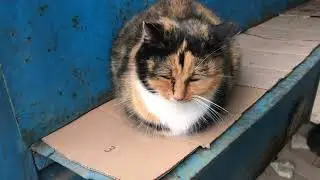 Larisa the Cat - The Sweetest Creature in the World