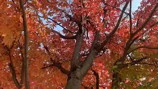 Time Elapsed | Leaves | No Filter | Travel With Narayan