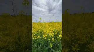 💛Amazing SUMMER beauty 🌼 #nature #rapeseed