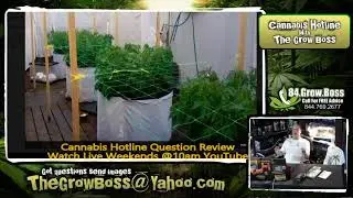 CANNABIS HOTLINE QUESTION - CANADA EH - WATCH LIVE WEEKENDS @10AM   GROW BOSS