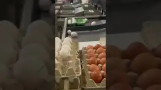 ASMR Fully Automated Grading Sorting Machine Grades by Weight #viralvideo #eggs #shortvideo #egg