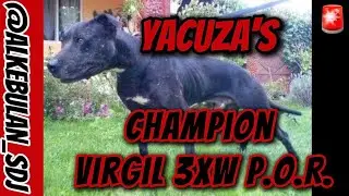 Чемпион Якузы Вирджил 3xW P.O.R