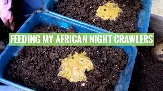 FEEDING MY WORMS BLENDED KITCHEN SCRAPS