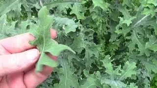 Don't Buy Kale Seeds! (How To Save Your Own.)