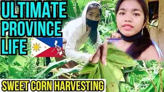 Ultimate Province Life in Philippines | Sweet Corn Harvesting | My Life in Mindanao Philippines