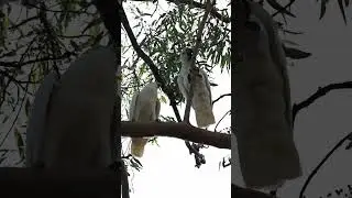 White Cockatoo Bird Feeding its Baby | Backyard Bird Watching Videos of Australian Birds in the Wild