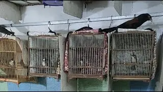 Trung bahoa_Chim cảnh Pk đang phát trực tiếp!