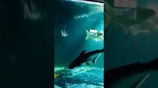 Beautiful Colorful Fish 🐠✨Rainbow Fish in Water 🌈🐟Colorful Fish Swimming ShortAmazing Aquarium Fish