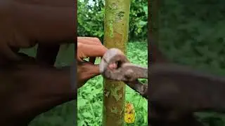 unique grafting art #grafting #art #unique #bonsai #shorts #guava #spring