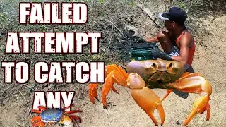 Failed Attempt In Catching Land Crab/Kuray