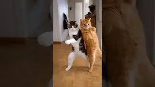 Cat Dance😂 #cat #catvideos #catlovers #aaryabhavya #shorts #trending #music #dance #new #viraldance