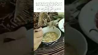 Sharing his food with poor bird #birds #food #share #trending #duet #shorts #love #kindness #usa