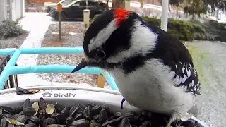 Nine different bird species close up!  Red fox chases gray squirrel! Outdoor Cameras 12 30 25