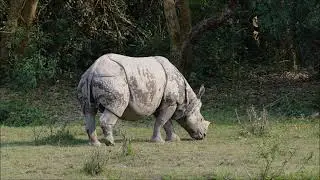 Wild India