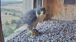 FalconCam Projekt Orange Australia - Gimbir z papugą 🦜😏