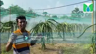 Fogging Irrigation in Dragon fruits , Bangladesh