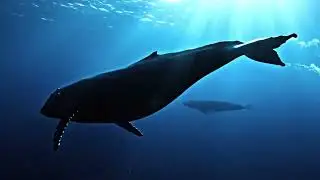 Deep Sea Monsters Caught in Darkness 😱