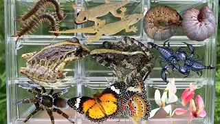 &ldquo;Exploring the Mysterious World of Strange Creatures in Nature&rdquo;