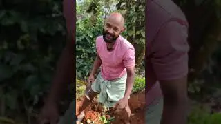 മധുരക്കിഴങ്ങ് കിട്ടി ഗയ്&zwnj;സ് #sweetpotatoharvest# #organicfarming#healthy#food#viral#video#support#