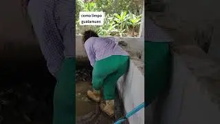 Como manter os guaiamuns limpo 