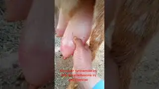 Severe Pripartum Udder Edema in Goat