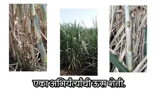 एका अभियंत्यांची ऊस शेती.