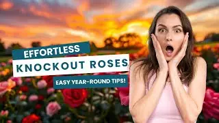 🌹 Knock Out Rose Care Made Easy | Simple Tips for Healthy, Blooming Roses All Season!