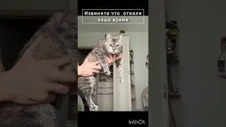Если вы хотите забрать Мию к себе домой, моя почта - kirillbokov2008@gmail.com