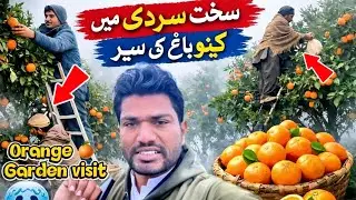 Sakht Sardi Mein Kinnow Garden Visit | Dhund Mein Orange Harvesting Vlog