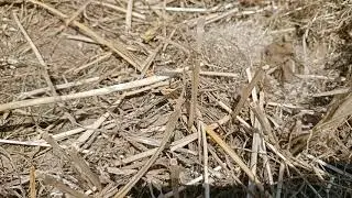 Baby mouse are under the nest || mouse nest and baby|| small animals