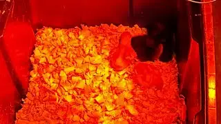 Tips for first time chicken owners