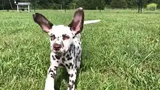 Welcome to The Dog Bureau