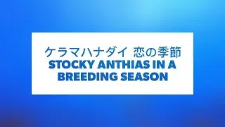 【おさかな映像図鑑】ケラマハナダイ 恋の季節(STOCKY ANTHIAS IN A BREEDIMG SEASON