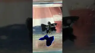 Metal Black Guppy fish | latest imported Guppy fish| Guppy farming