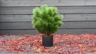 Kunst Pinus Struik