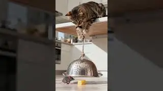 🔥Cat and mouse battle #Cute pet #Cat #Funny #Animal confusing behavior #Magic animals on Tik Tok