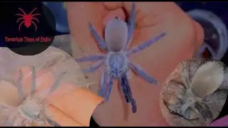 Monocentropus balfouri Rehousing with Fossorial Set up | Rehousing my M balfouri juvenile
