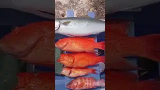 Micro Jigging, Panglao, Bohol #panglao #panglaobohol #boholisland #bohol #microjigging #fishing
