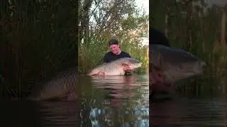 35.1kg niet normaal wat een gewicht wat een beest!? #karper #vissen #bigfish #carp #angling #vis