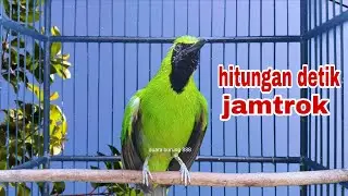 Cucak Ijo Gacor Full Isian Tembakan,Ampuh Untuk Pancingan Cucak Ijo Bahan Langsung Jamtrok